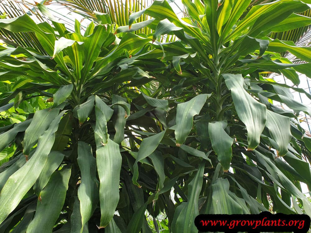 Dracaena fragrans plant