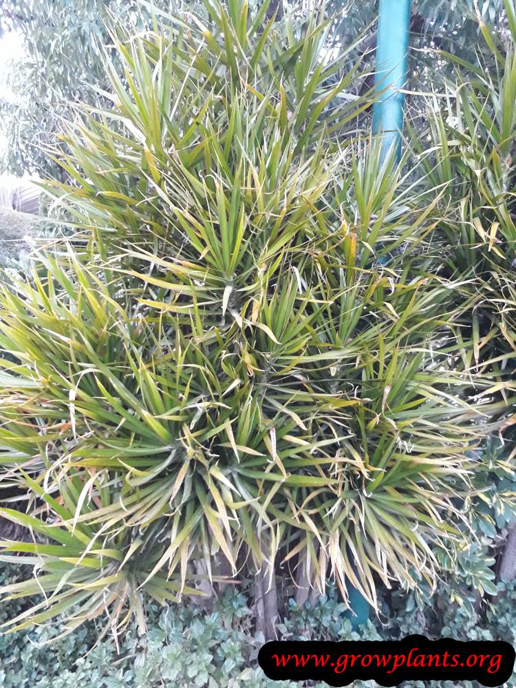 Dracaena marginata How to grow &amp; care