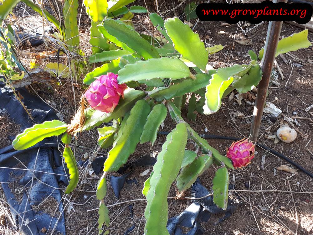 White-fleshed pitahaya