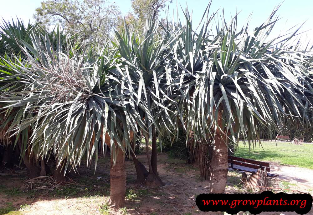 Dragon tree How to grow & care