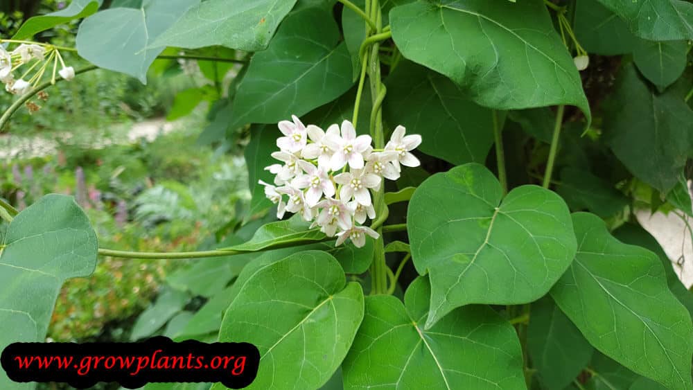 Dregea sinensis