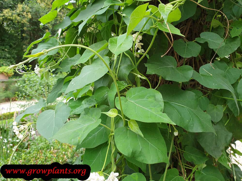 Dregea sinensis plant