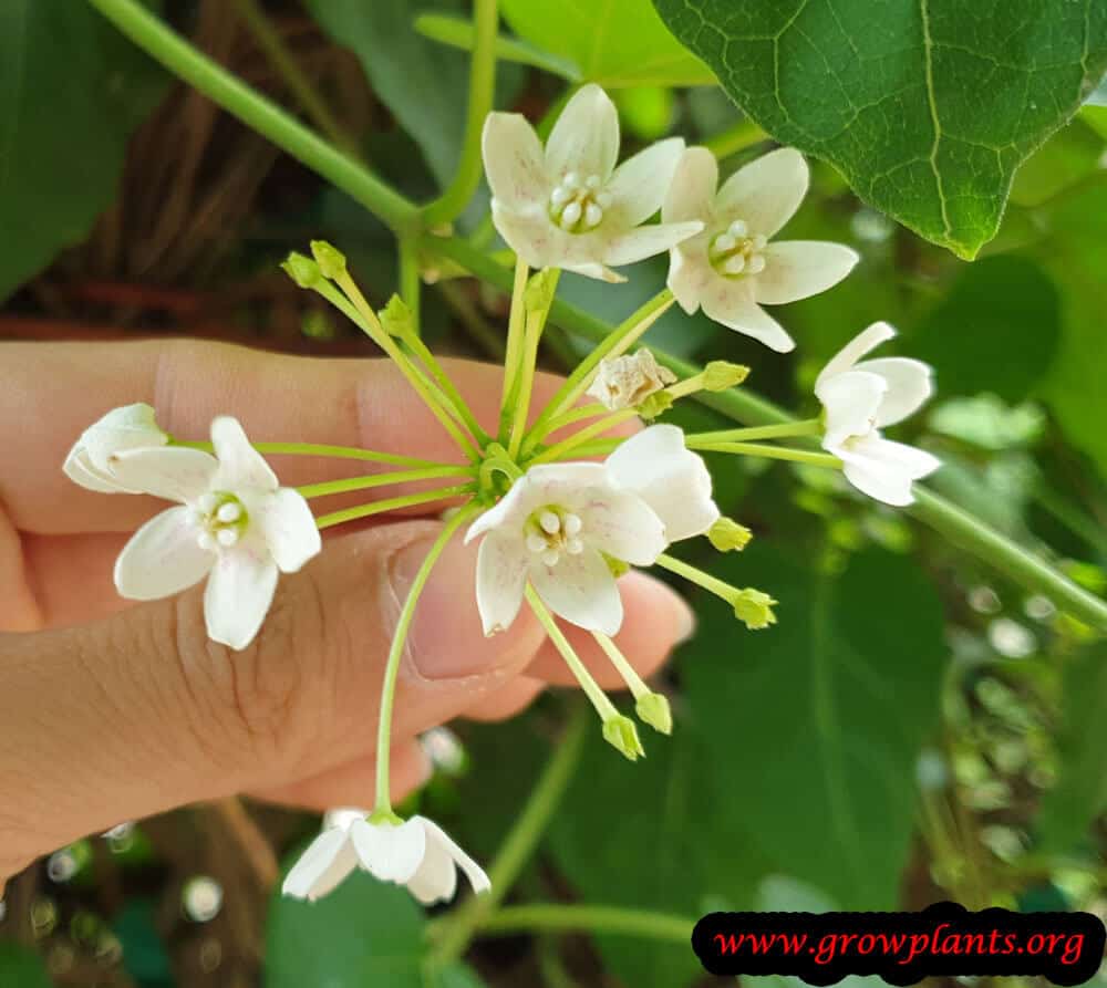 Dregea sinensis flowers
