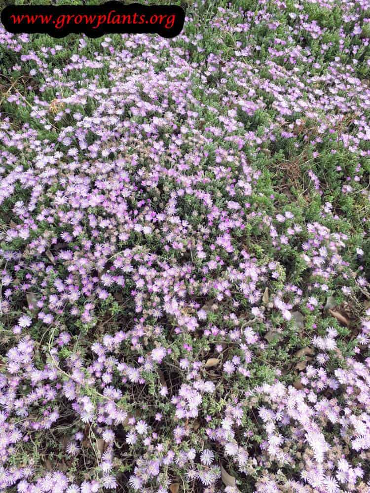 Drosanthemum floribundum