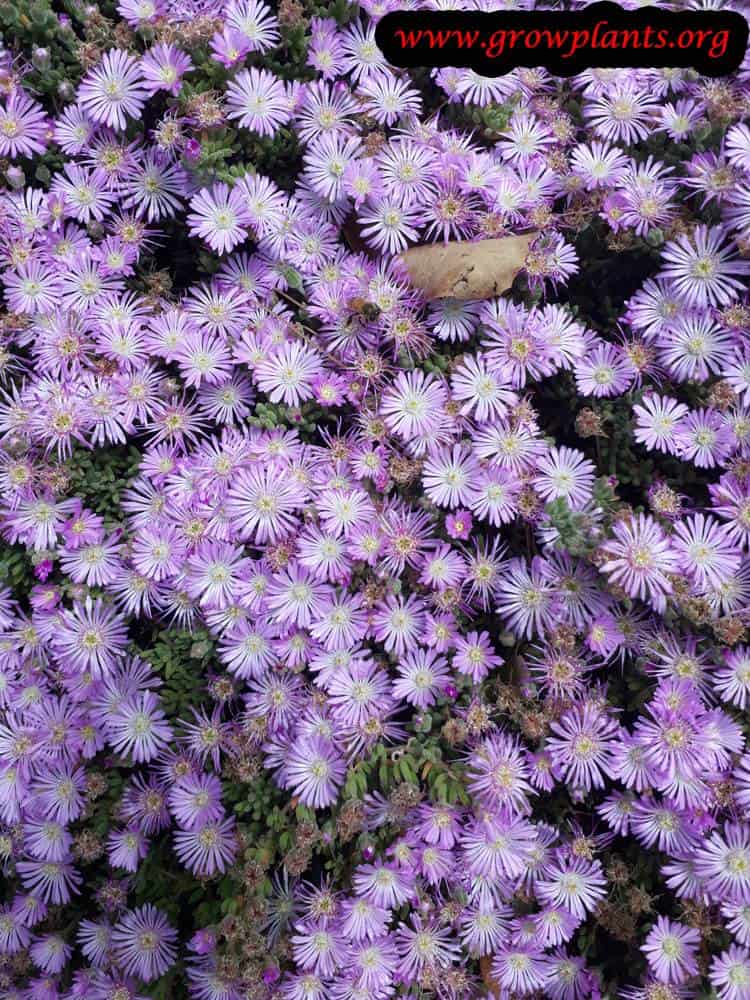 Drosanthemum floribundum plant care