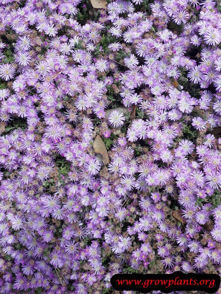 Growing Drosanthemum floribundum