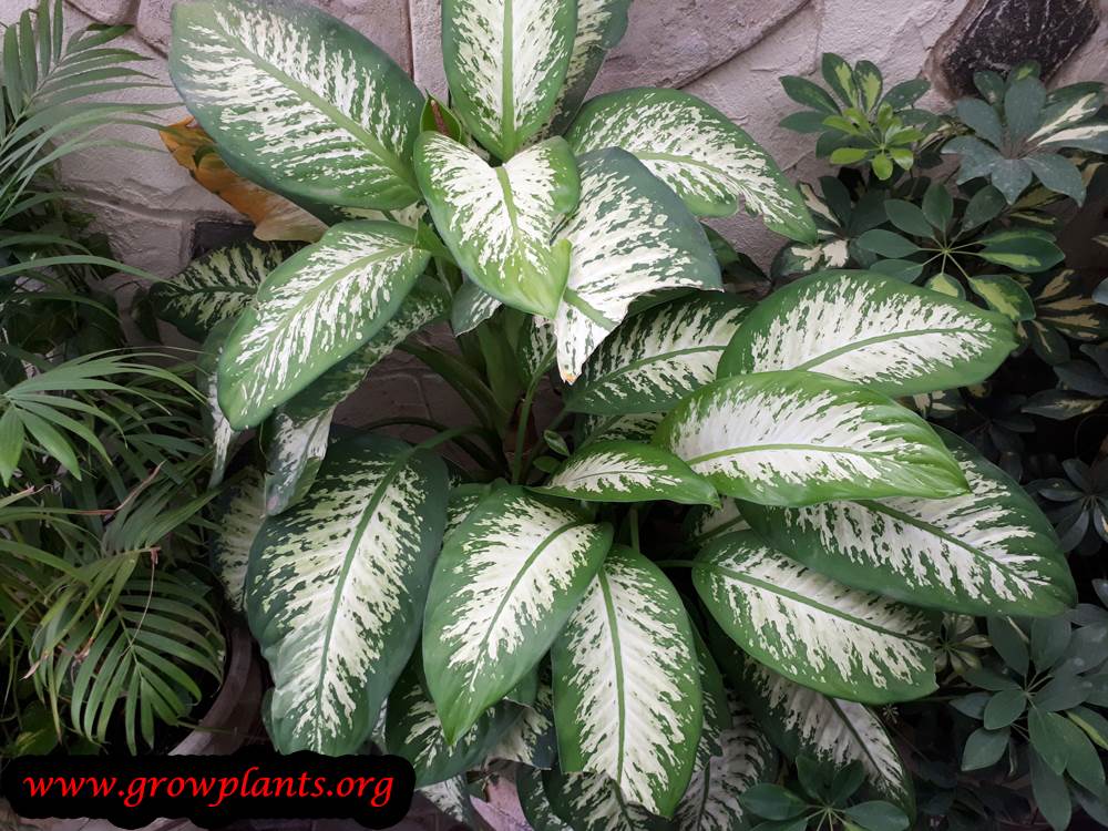 Dumb cane How to grow &amp; care