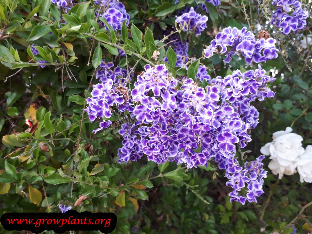 Duranta repens Geisha girl