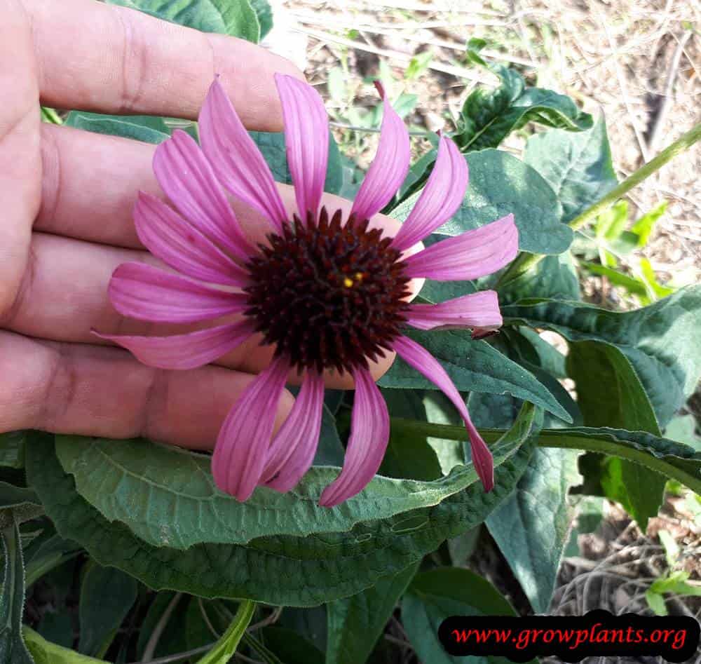 Echinacea purpurea