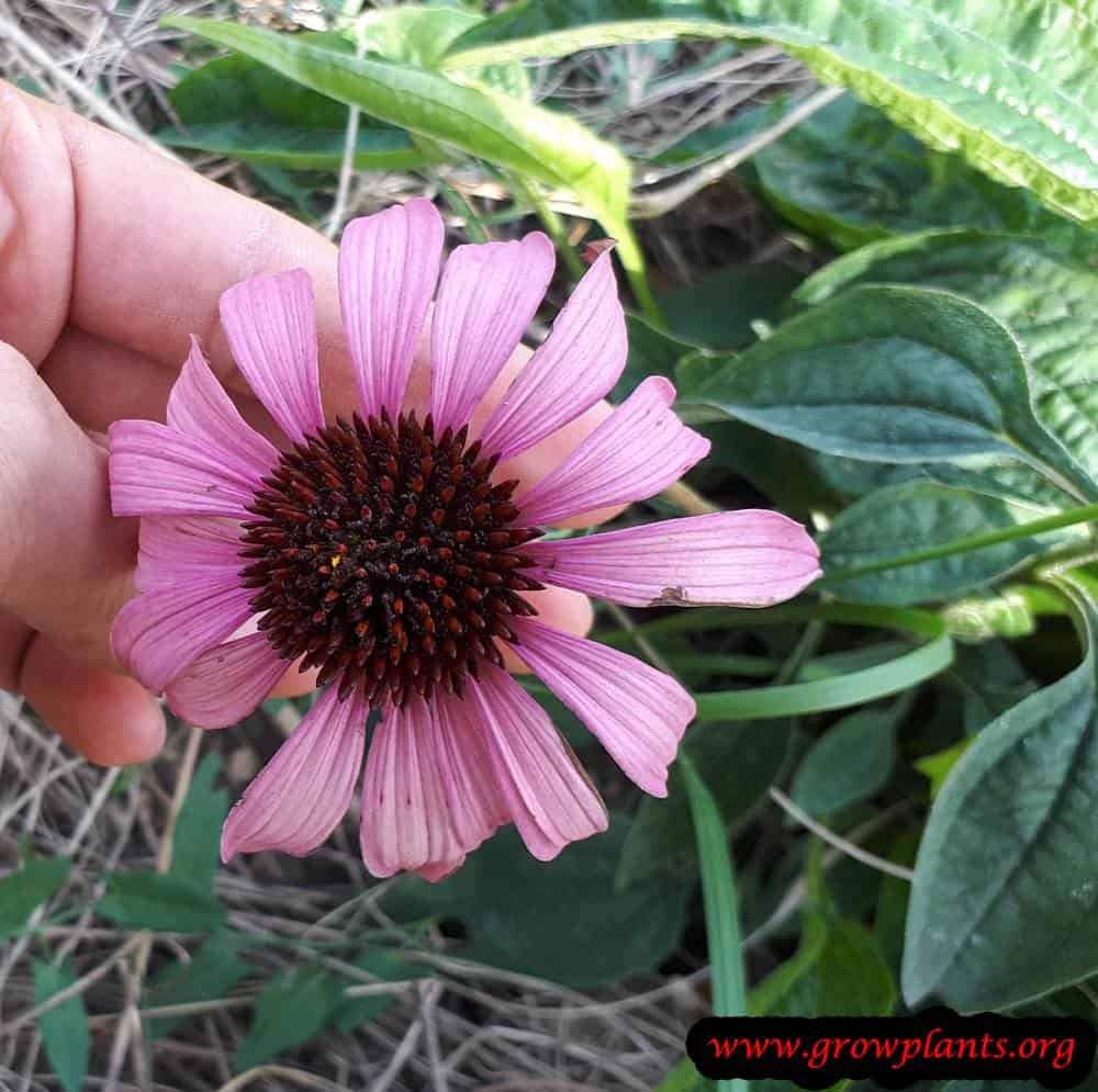 Echinacea purpurea flower