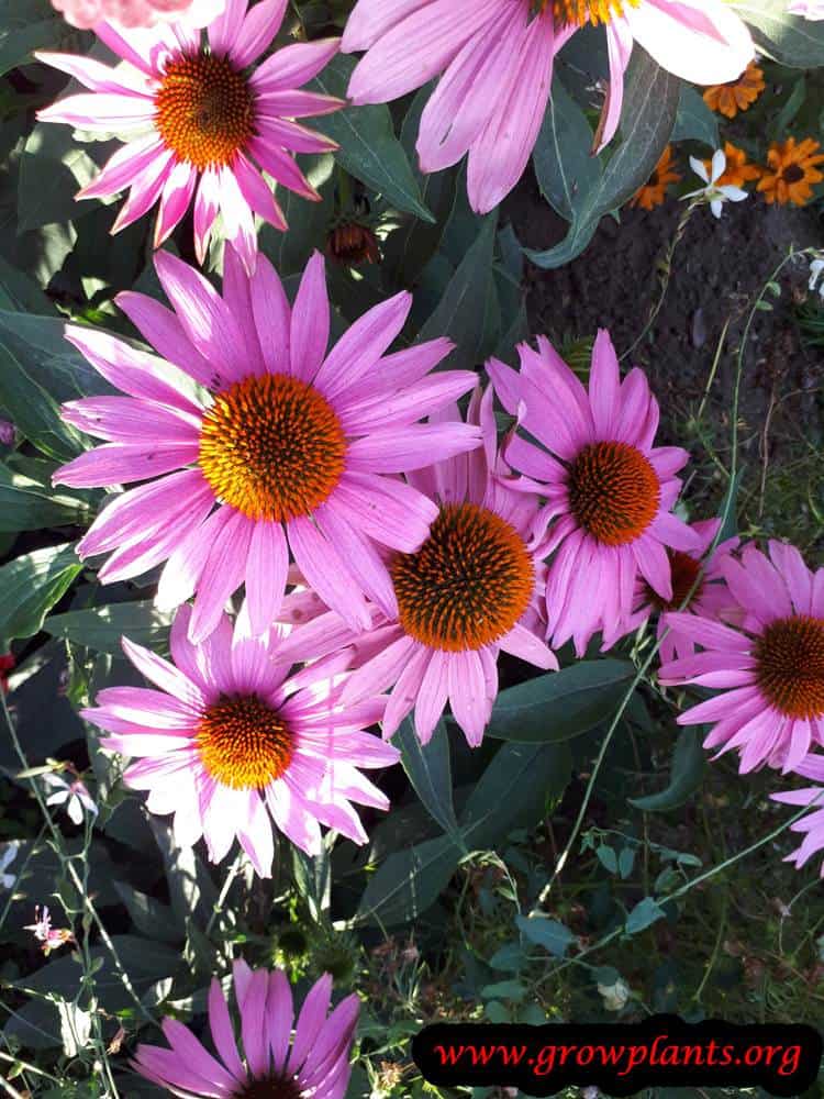 Growing Echinacea purpurea