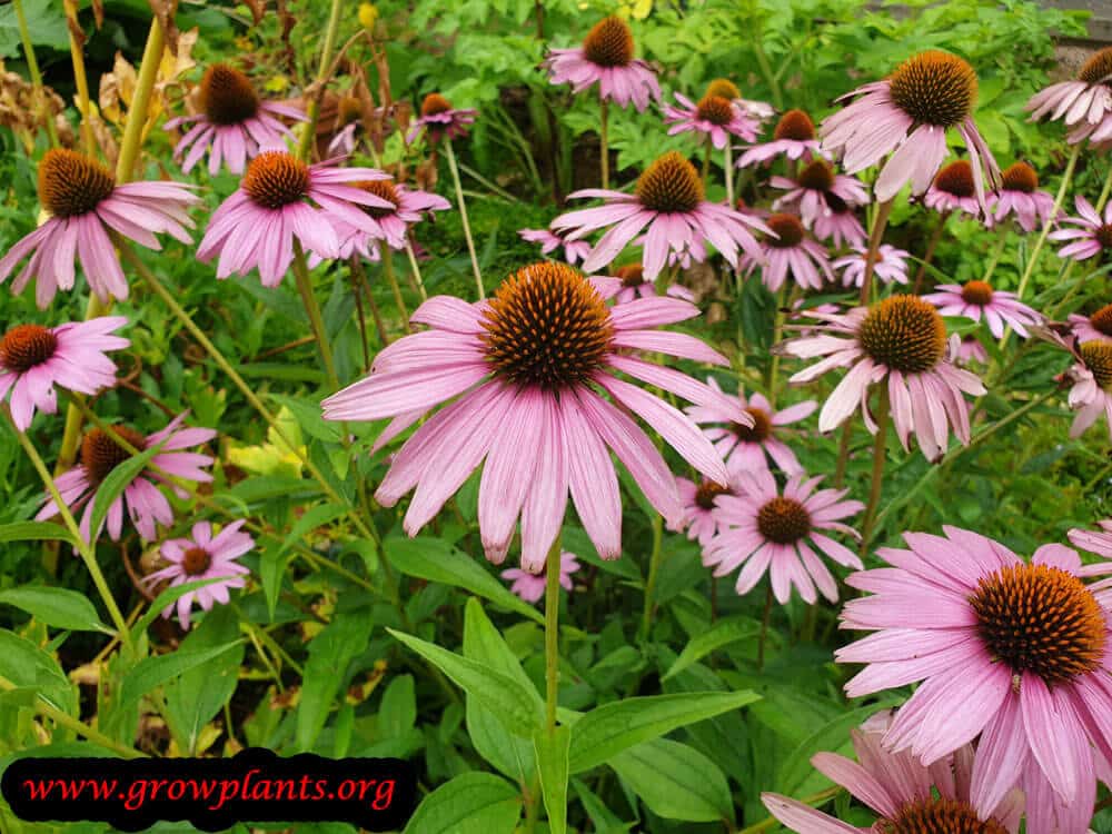 Echinacea purpurea plant