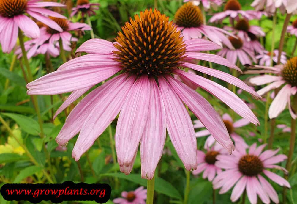 Echinacea purpurea blooming