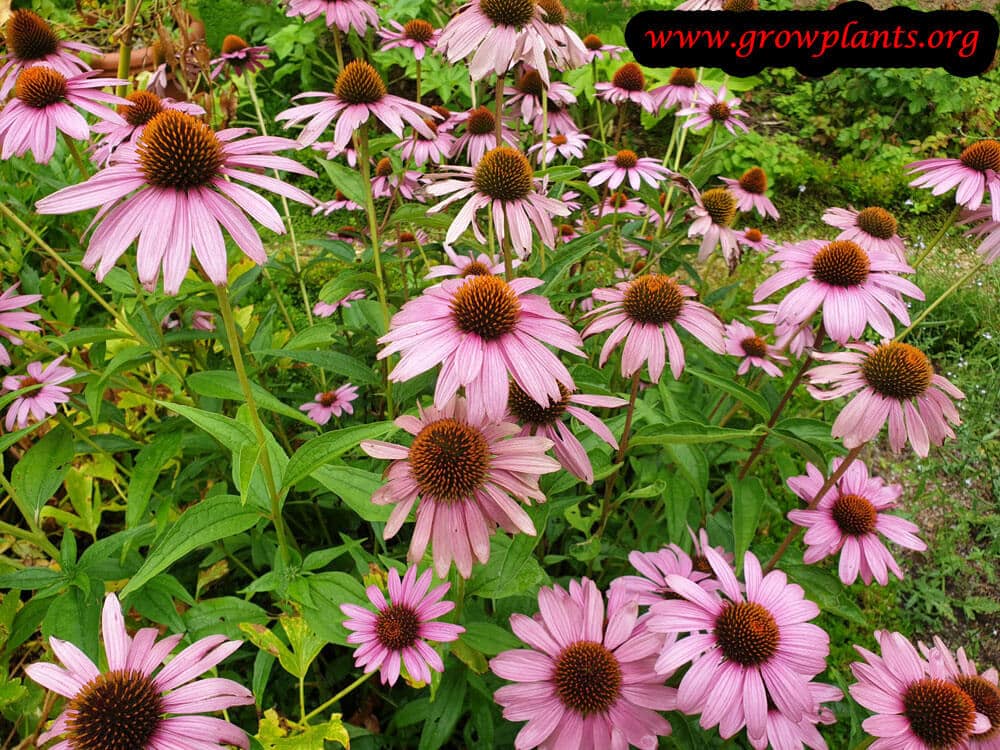 Echinacea purpurea plant care