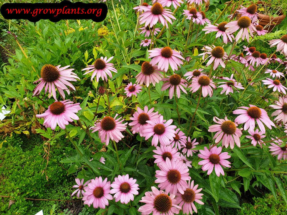Echinacea purpurea blooming information