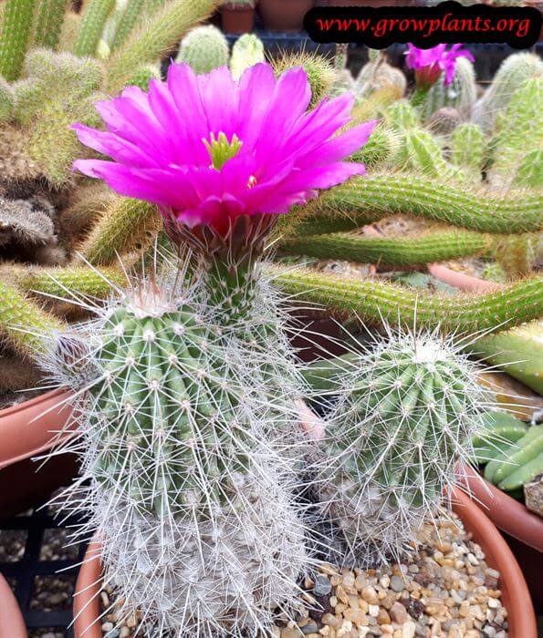Echinocereus cactus