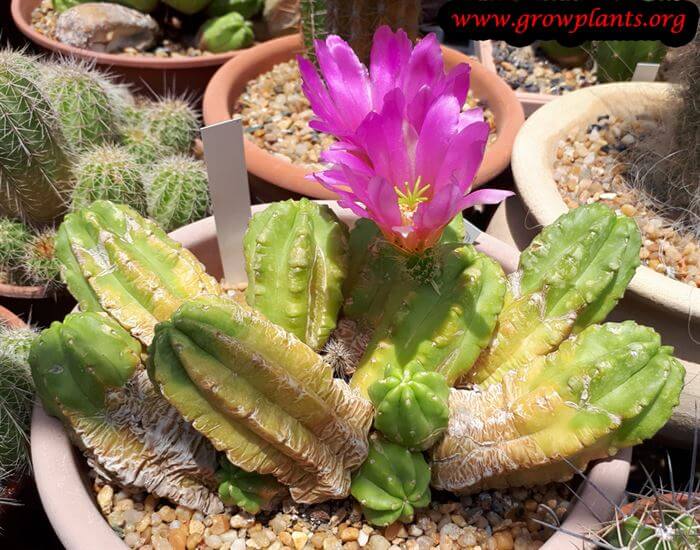 Echinocereus viereckii