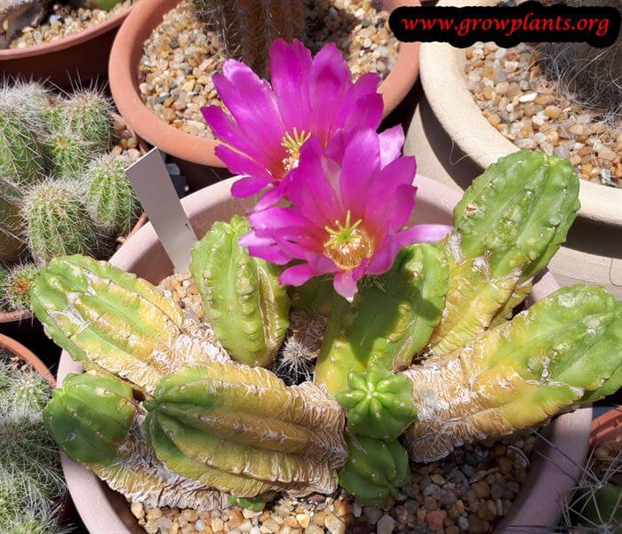 Echinocereus viereckii cactus