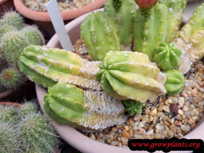 Echinocereus viereckii cactus care