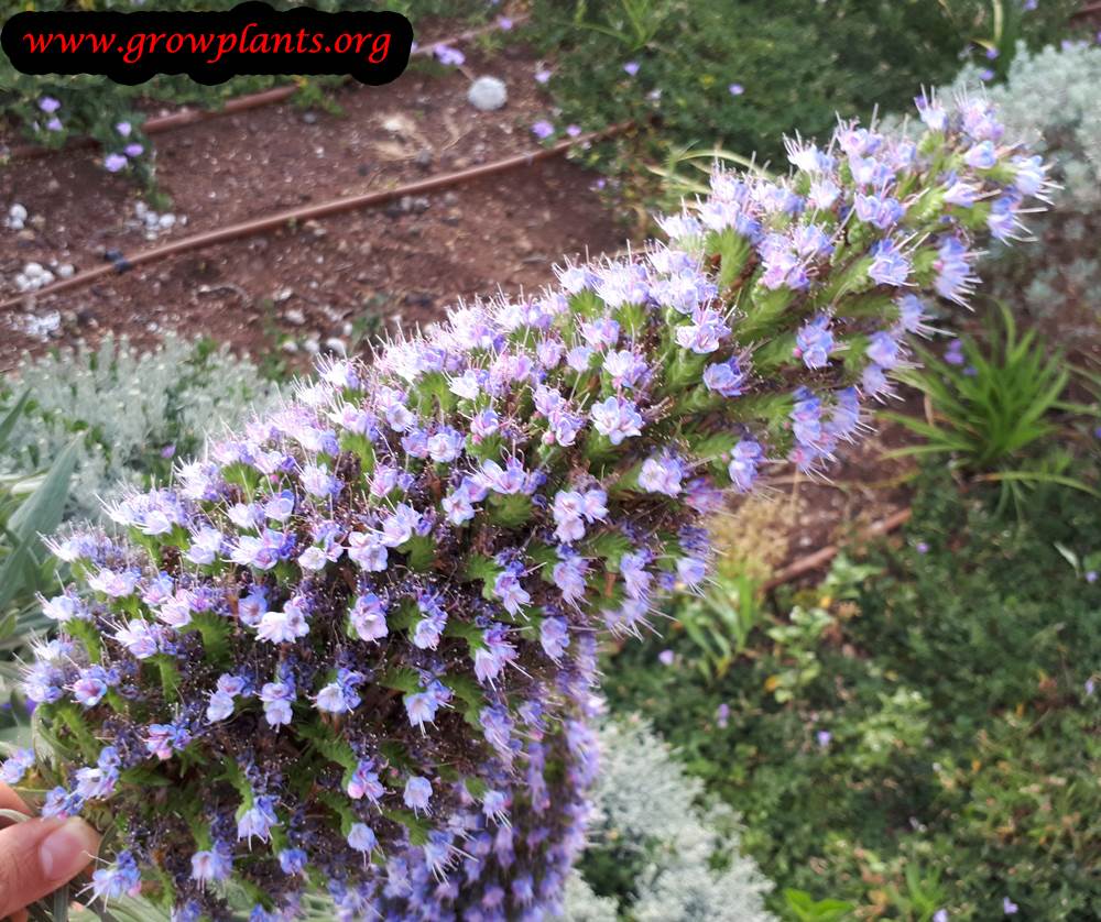 Echium