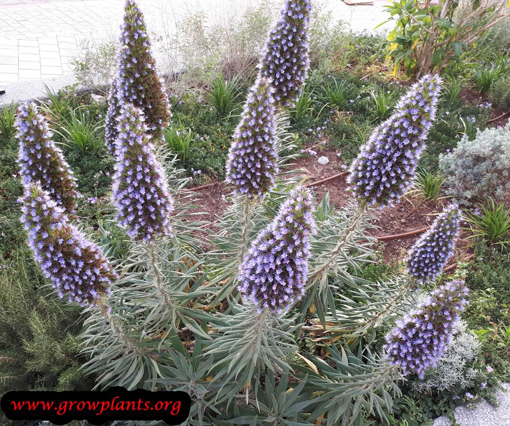 Echium plant care