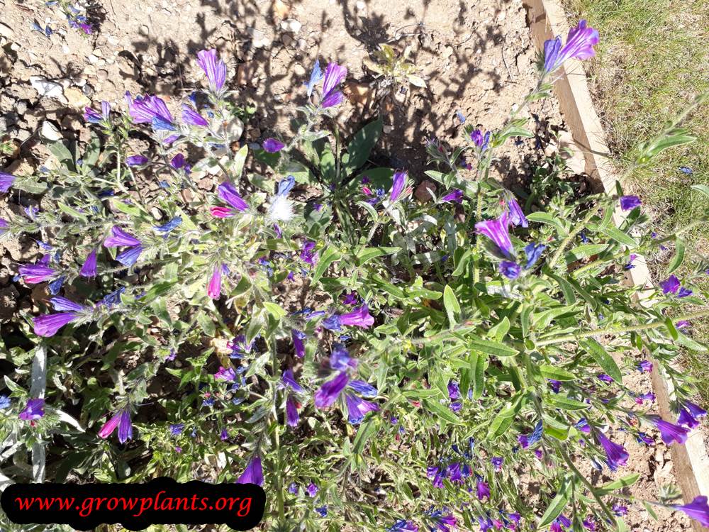 Echium plantagineum
