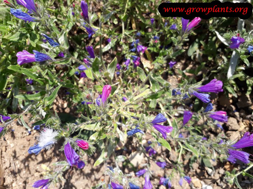 Echium plantagineum plant care