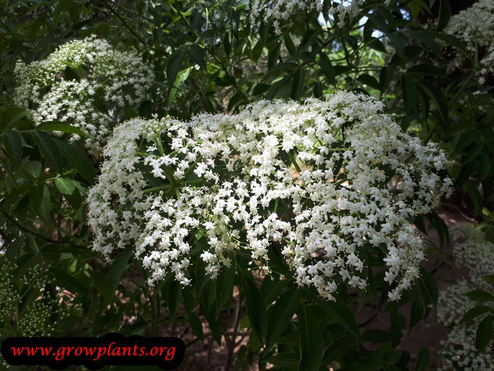 Elderberry flowers