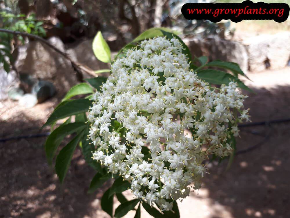 Elderberry edible flowers