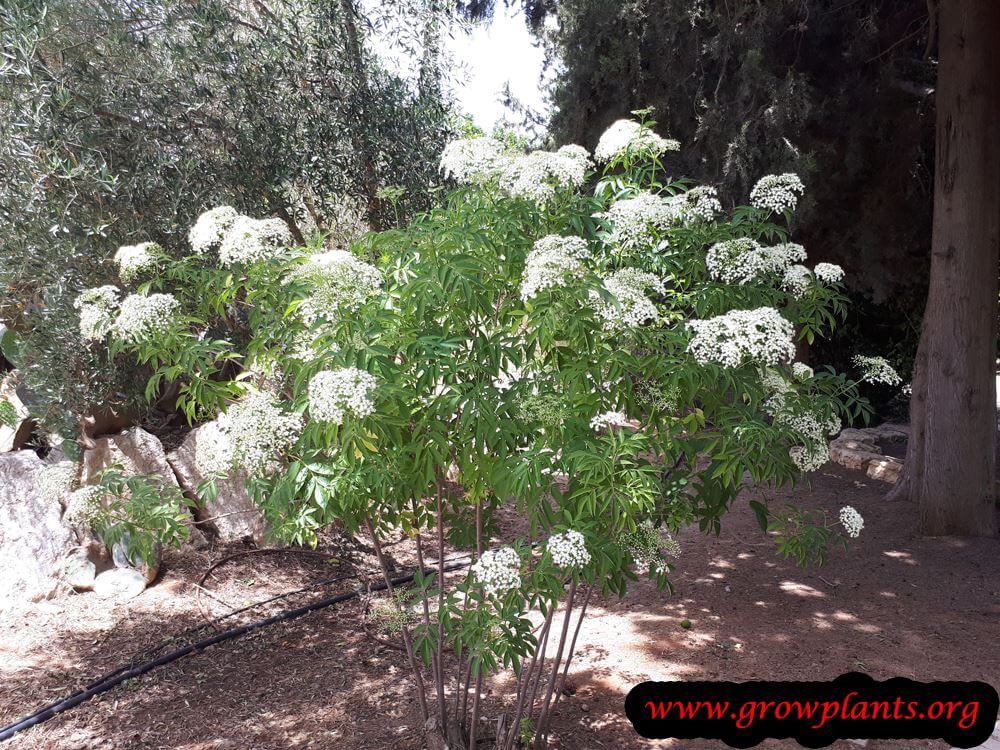Elderberry bloom