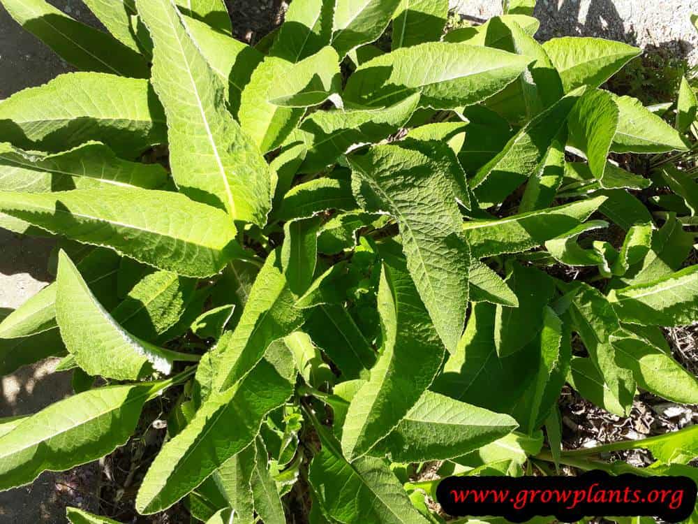 Elecampane plant care