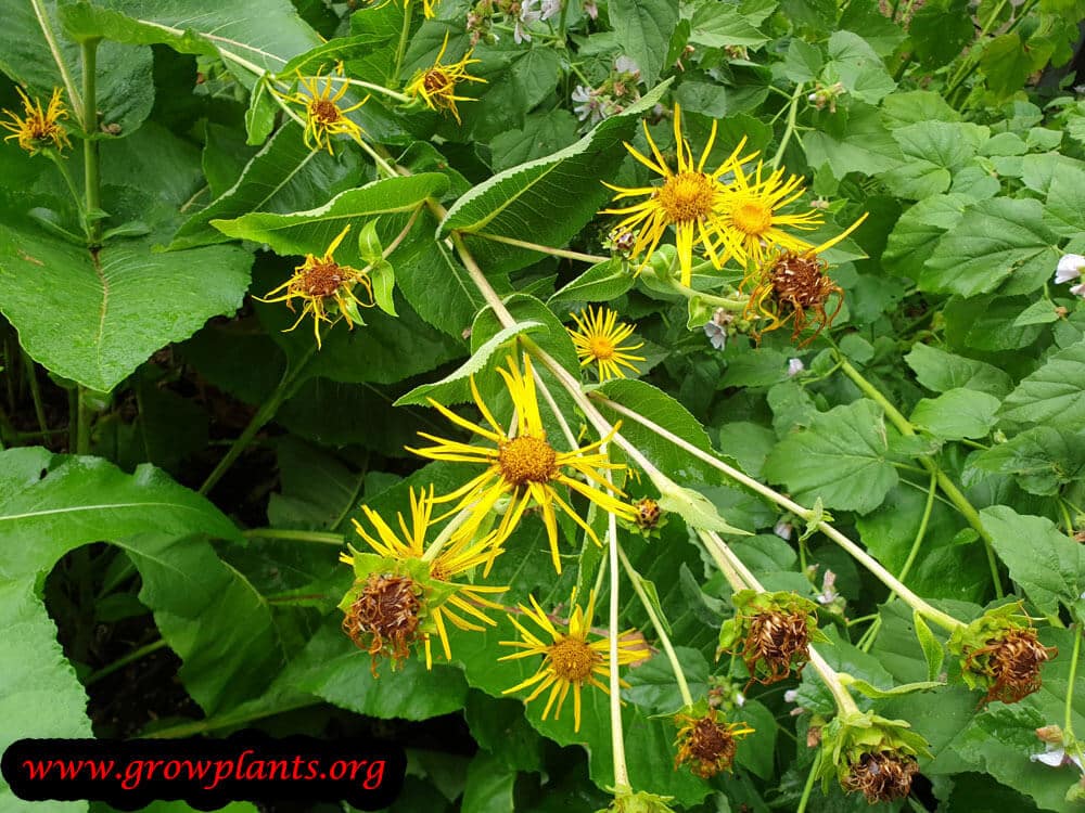 Elecampane flower