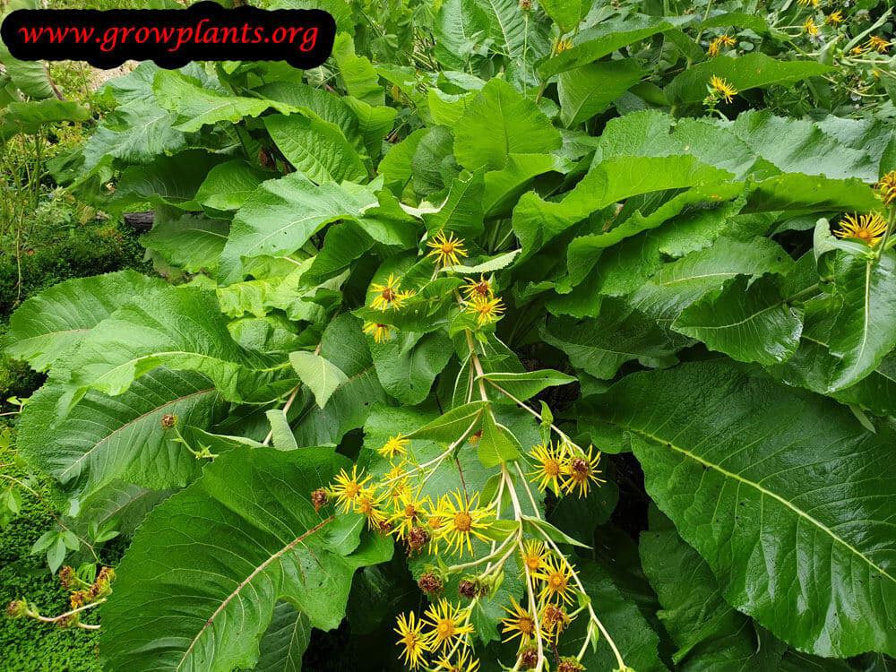 Elecampane plant grow and care