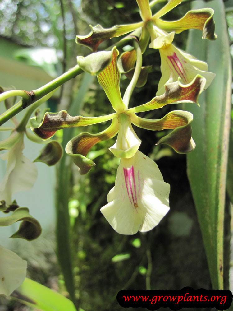Encyclia cordigera