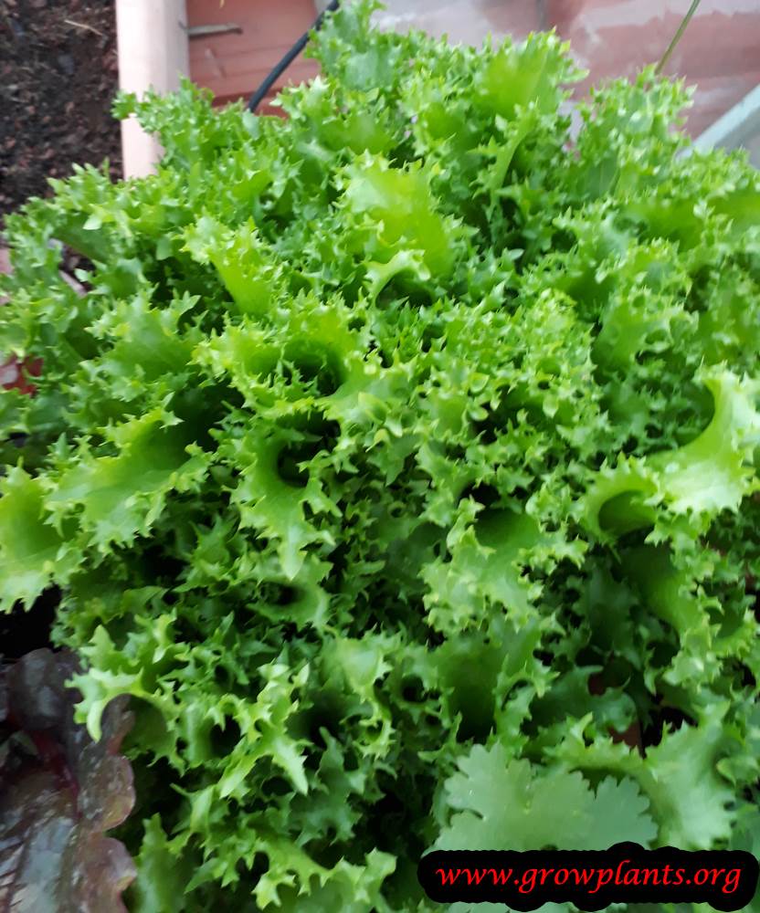 Endive plant How to grow &amp; care