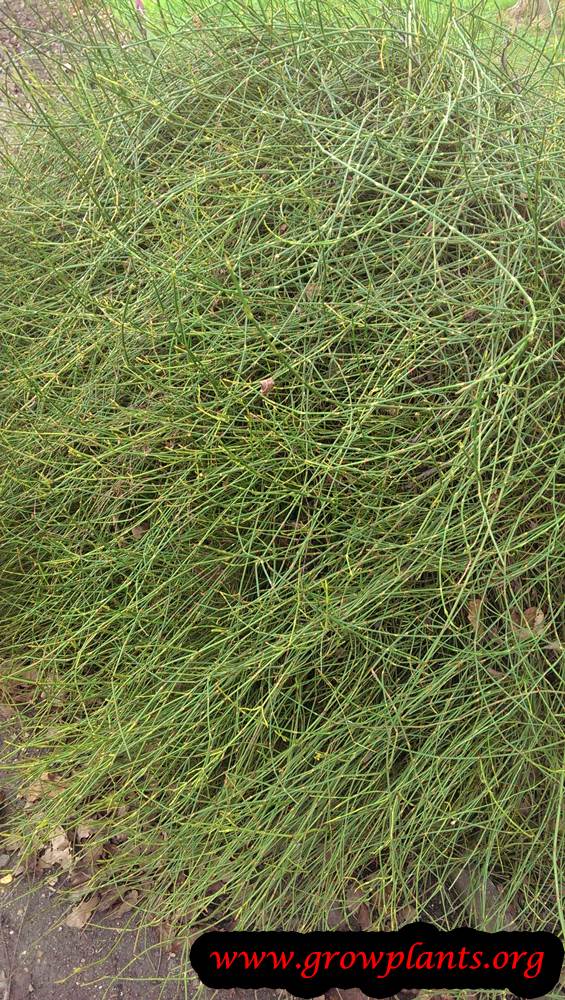 Ephedra