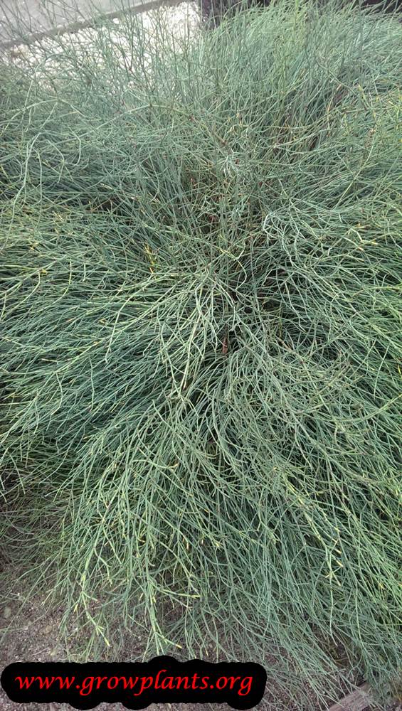 Ephedra plant care