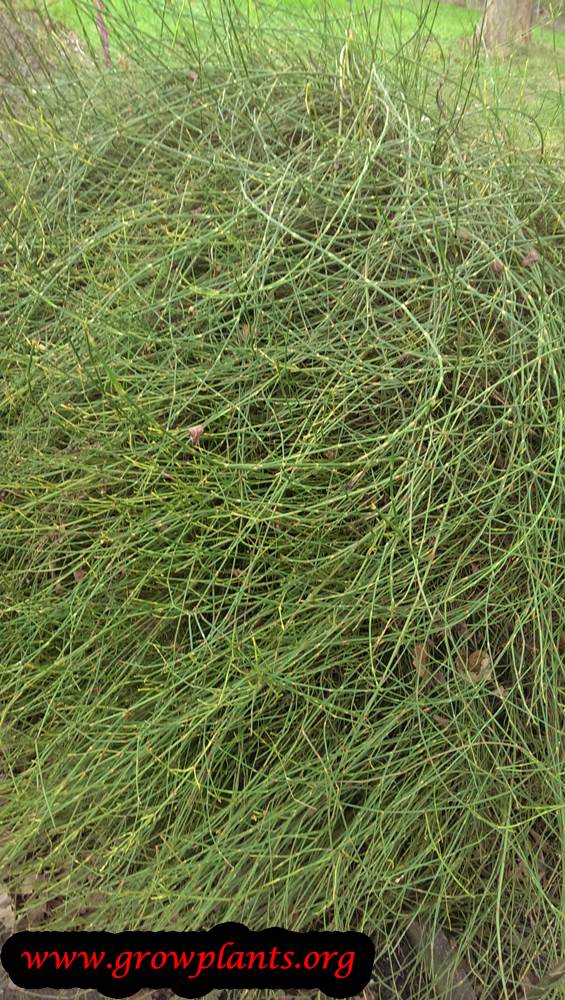 Ephedra chilensis