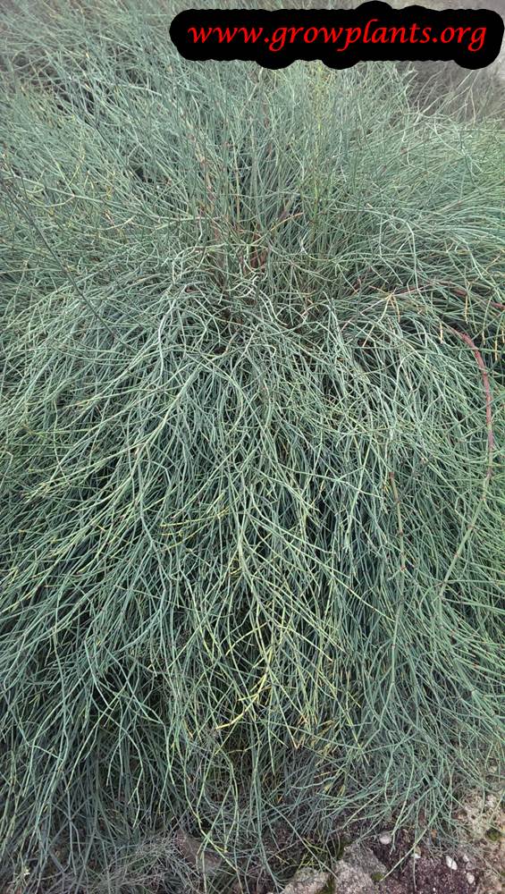 Ephedra equisetina