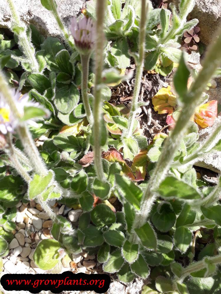 Erigeron pulchellus