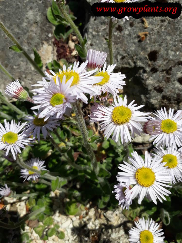 Erigeron pulchellus flowers