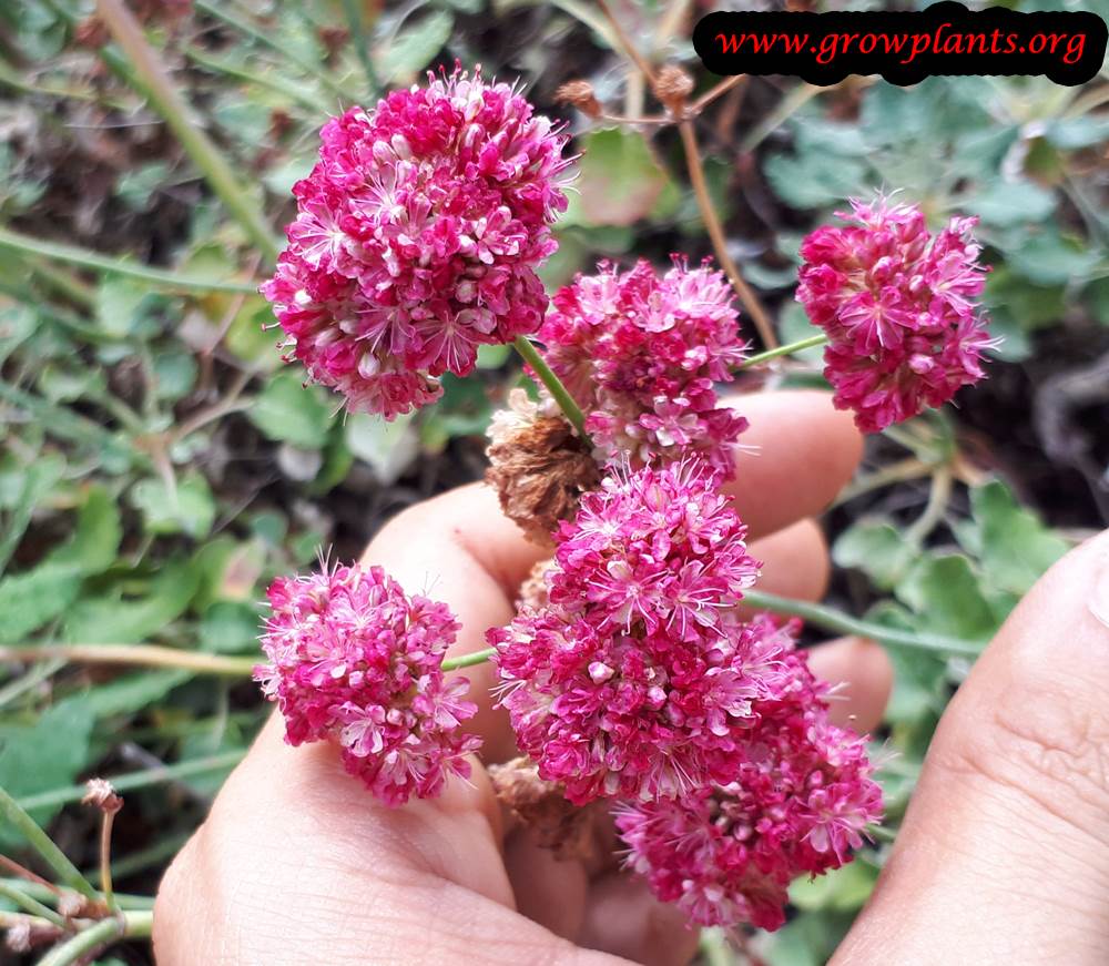 Eriogonum grande