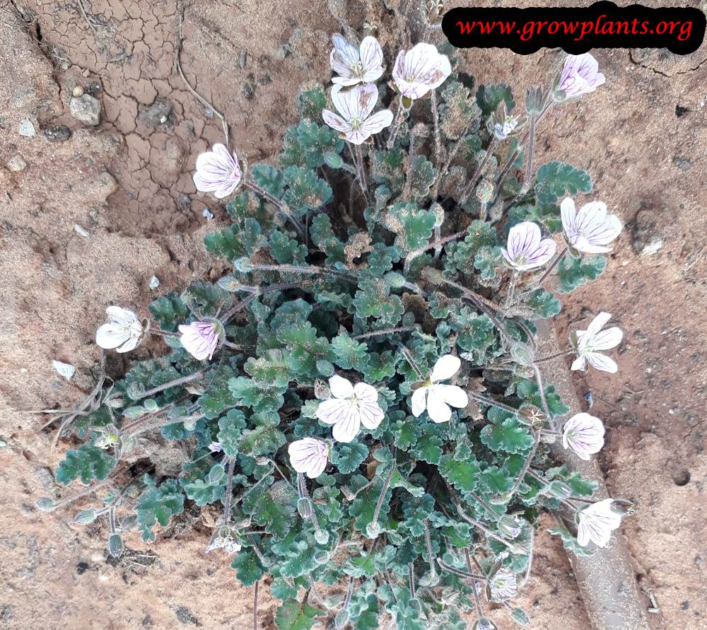 Erodium