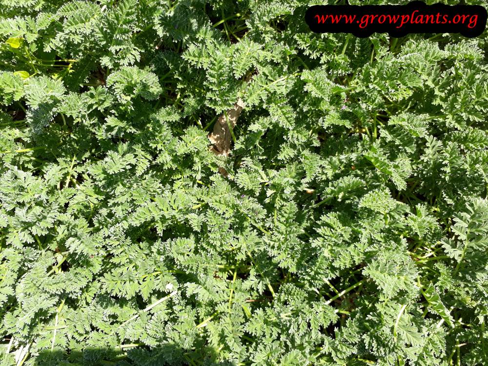 Erodium chrysanthum