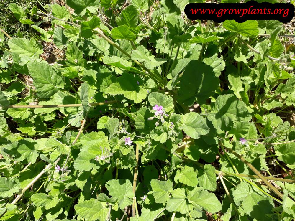 Erodium malacoides