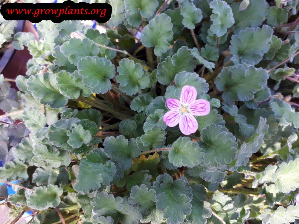 Erodium reichardii