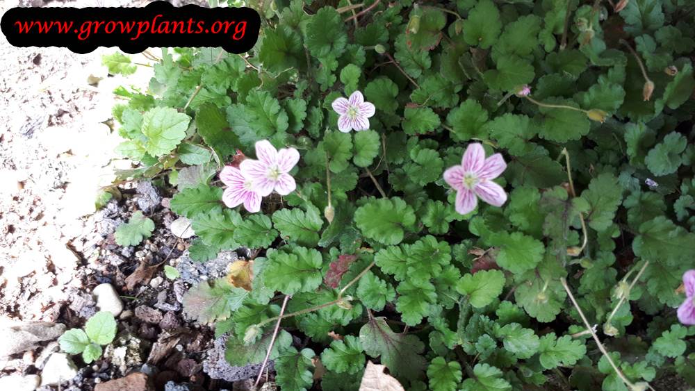 Erodium variabile