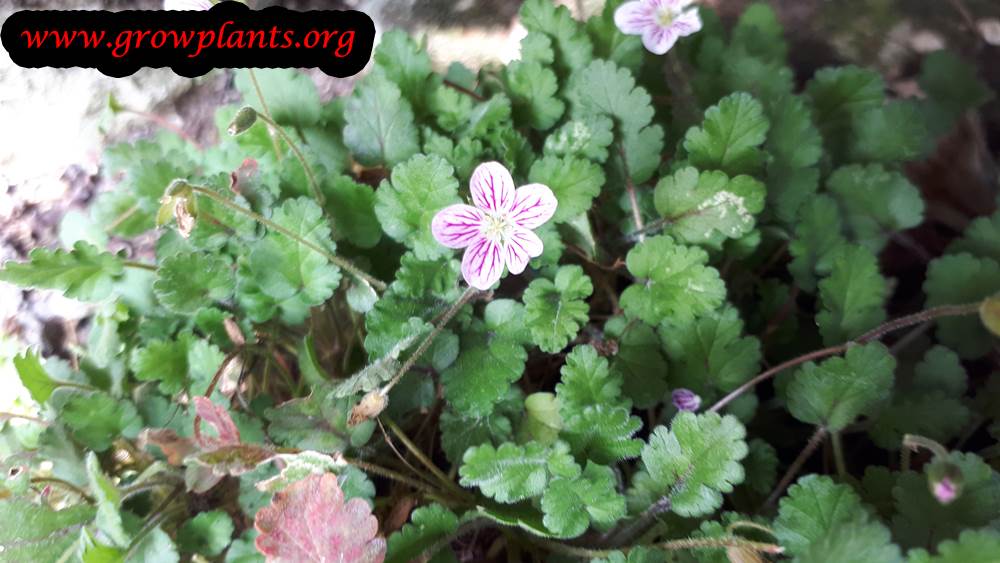 Erodium variabile plant care