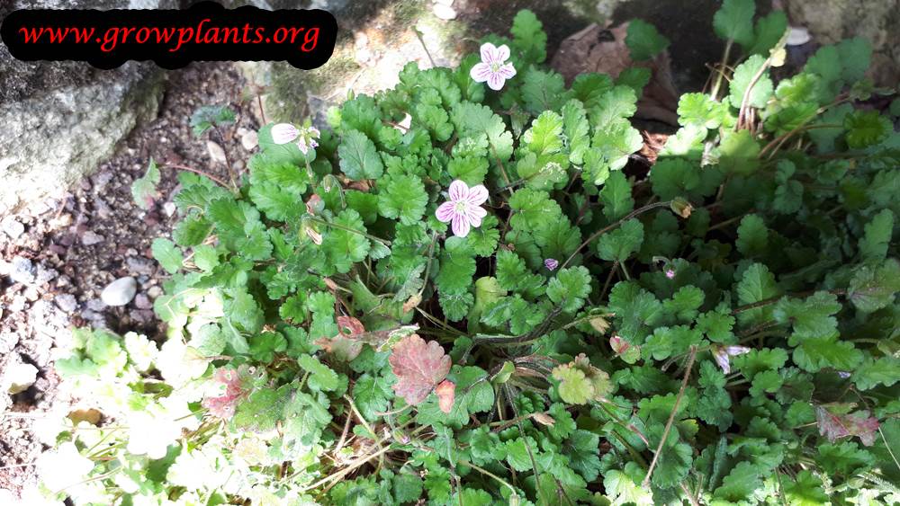Growing Erodium variabile plant