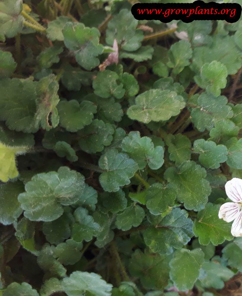 Erodium variabile plant